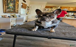 French Bulldog dogs for sale: Peanut - Image 9
