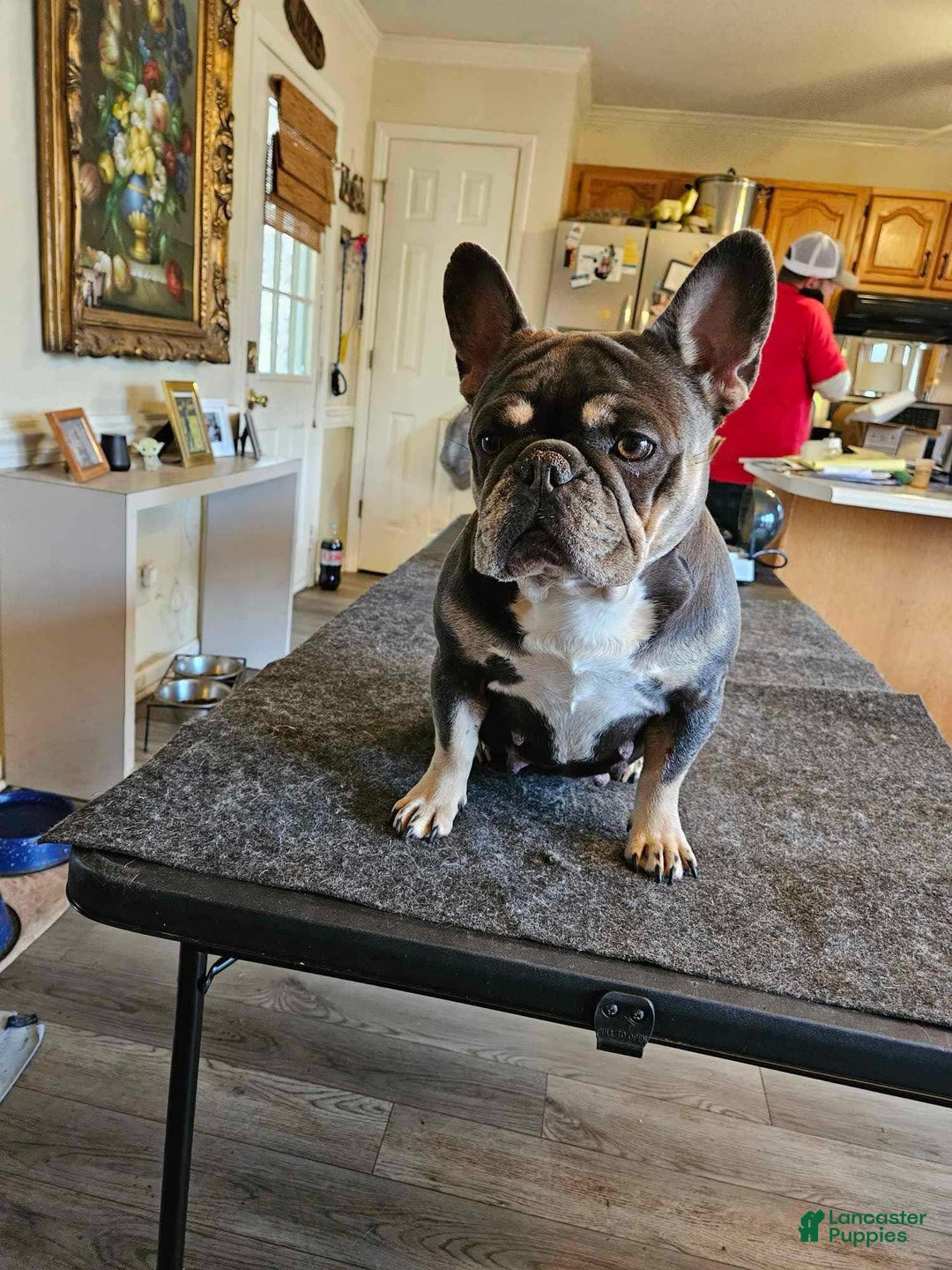 French Bulldog dogs for sale: Peanut - Image 9