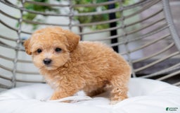 Maltipoo dogs for sale: Valentina - Image 5