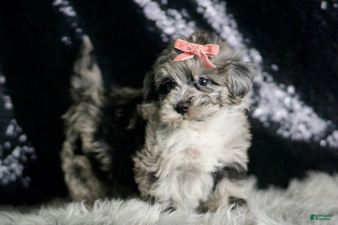 Maltipoo dogs for sale: Precious - Image 6