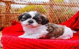 Shih Tzu dogs for sale: Easton - Image 12
