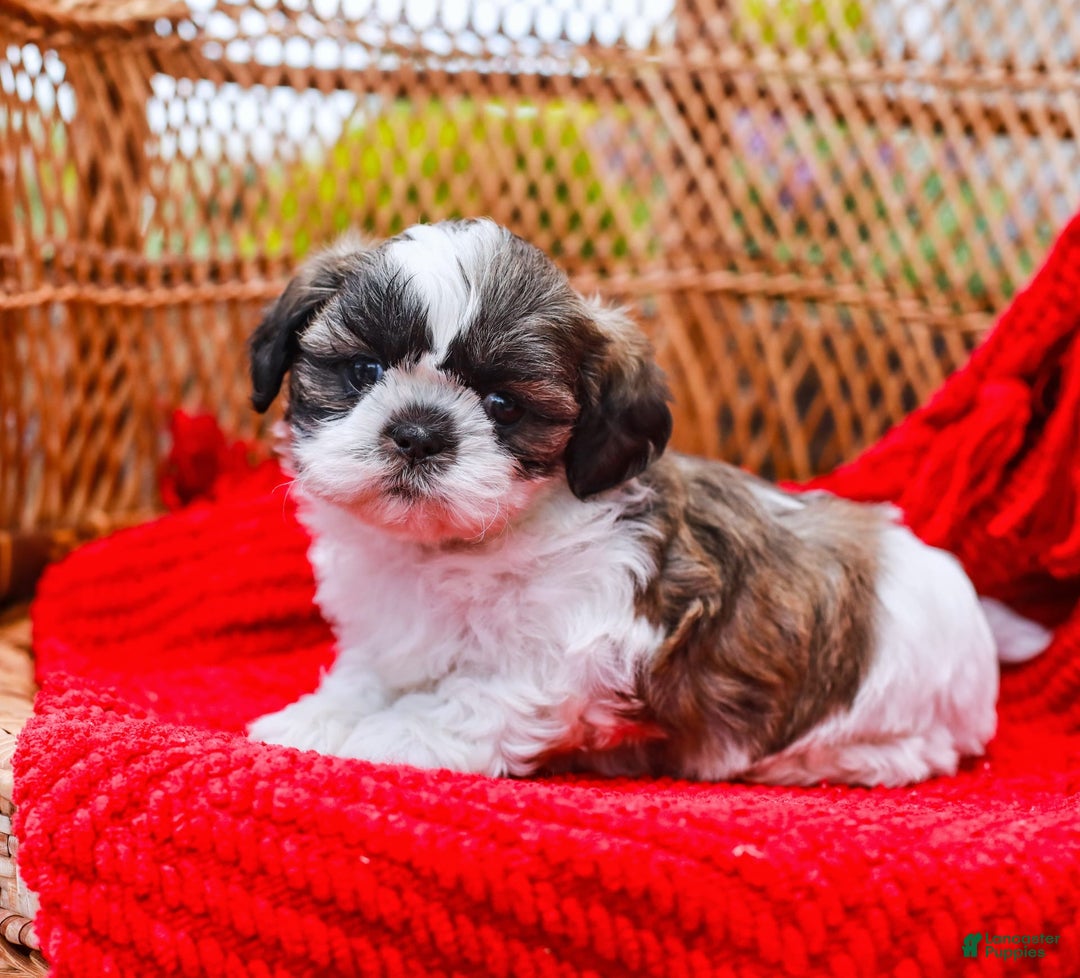 Shih Tzu dogs for sale: Easton - Image 12