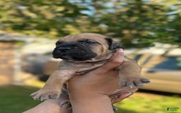 Cane Corso dogs for sale: Snoopy - Image 3