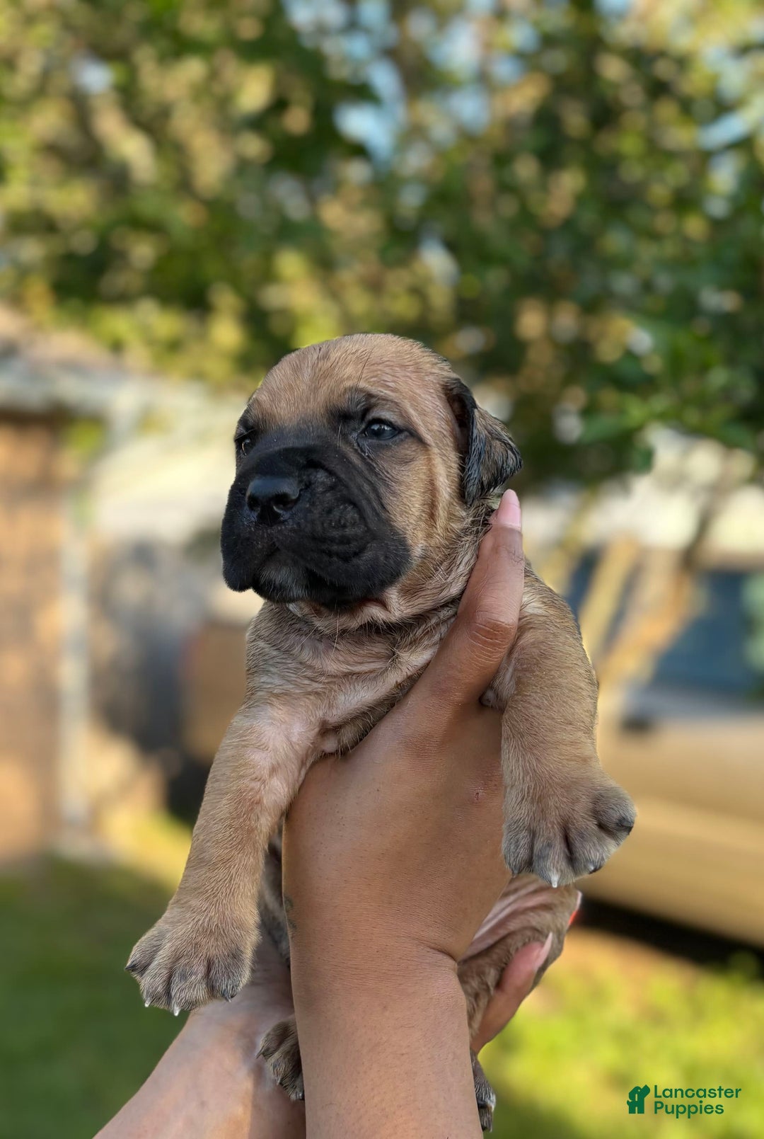 Cane Corso dogs for sale: Snoopy - Image 3