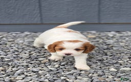 Cavapoo dogs for sale: Ellie - Image 9