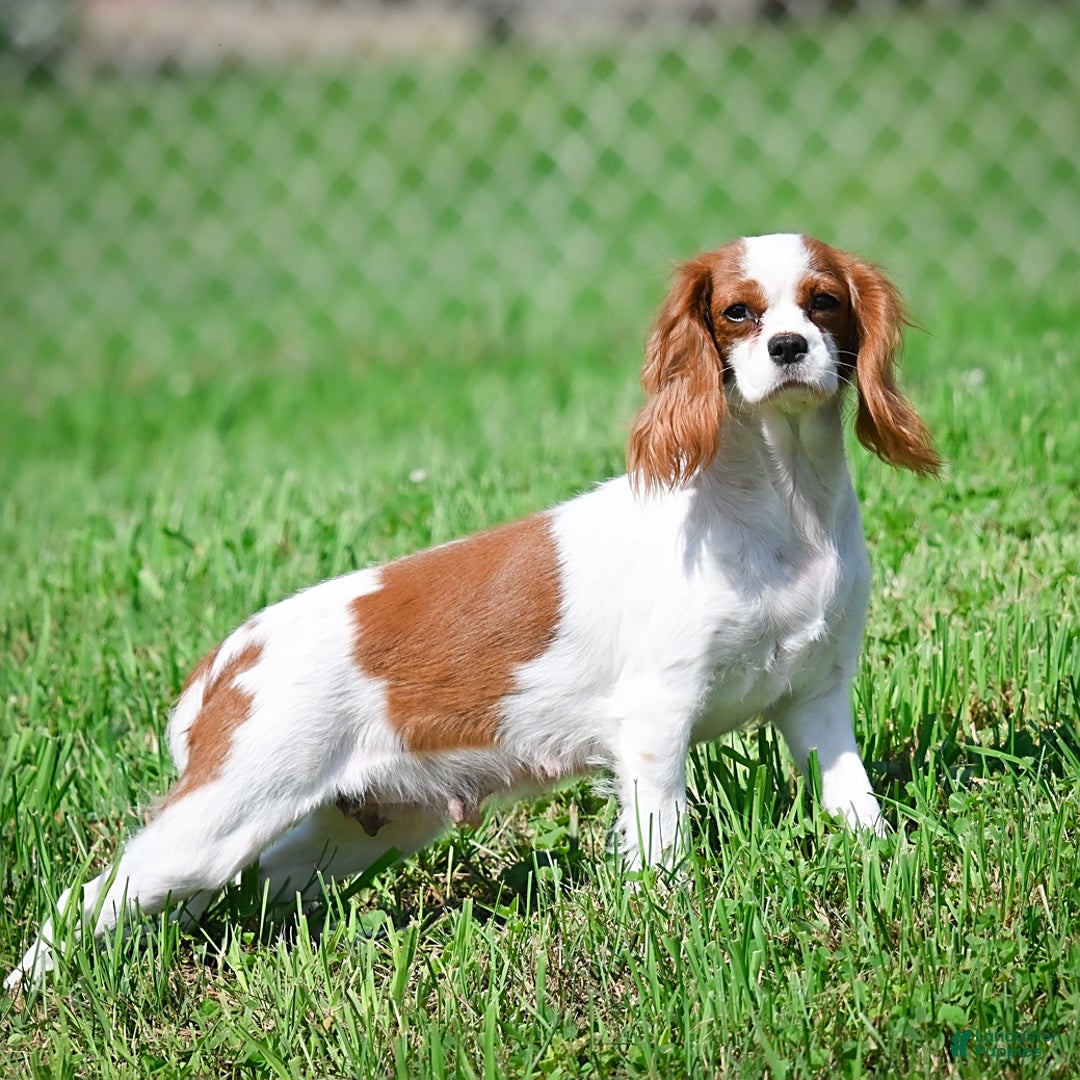 Cavapoo dogs for sale: Drover - Image 16