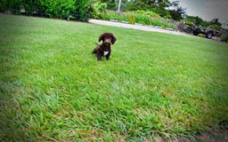 Havapoo dogs for sale: Teddy - Image 19