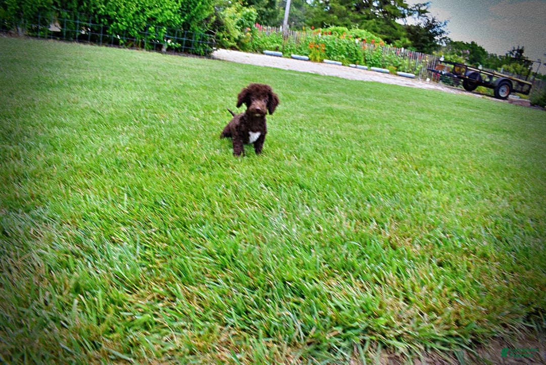 Havapoo dogs for sale: Teddy - Image 19