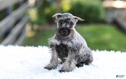 Miniature Schnauzer dogs for sale: Bingo - Image 6