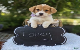 Welsh Corgi Pembroke dogs for sale: Lovey - Image 4