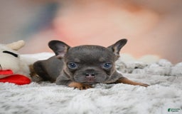 French Bulldog dogs for sale: Miles - Image 13