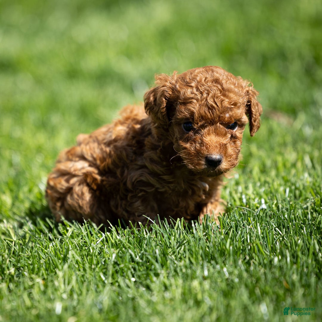 Toy Poodle dogs for sale: Maple Rose - Image 4