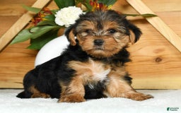Yorkshire Terrier dogs for sale: Lucky - Image 4