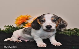 Miniature Dachshund dogs for sale: Pickle - Image 5