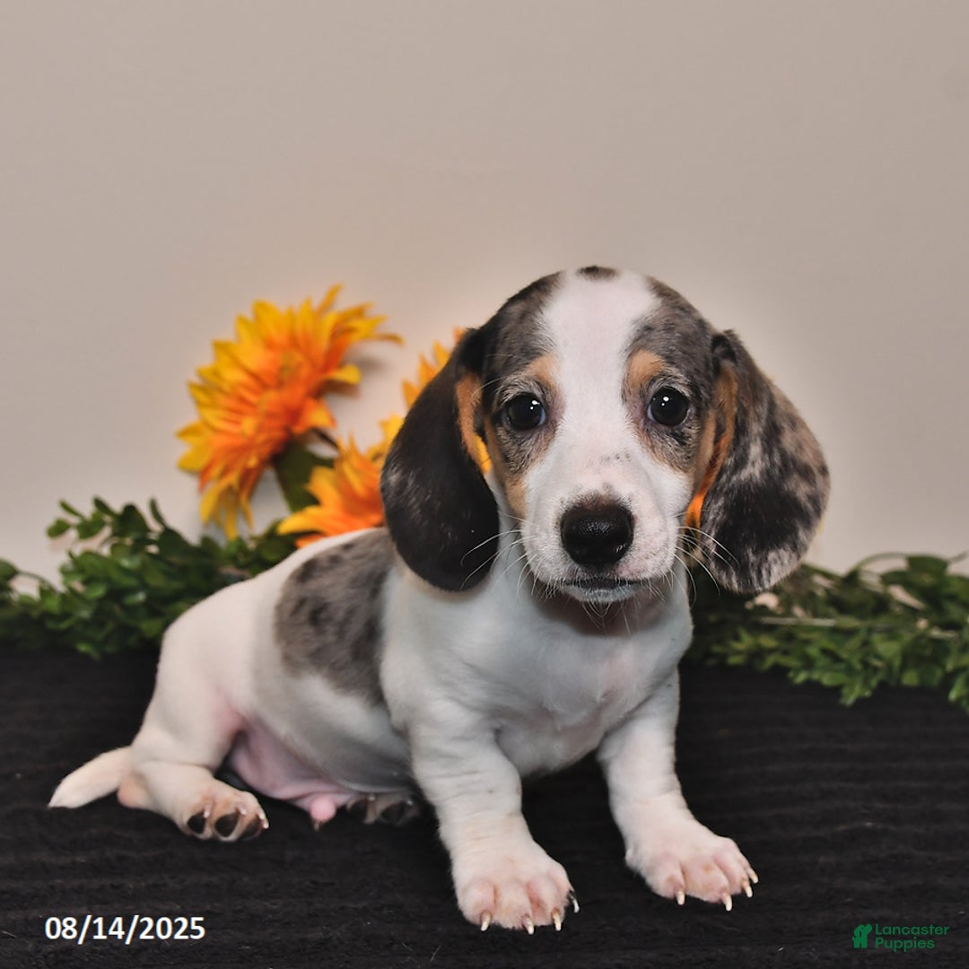Miniature Dachshund dogs for sale: Pickle - Image 5