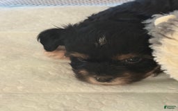Yorkiepoo dogs for sale: Teacup Casey - Image 5