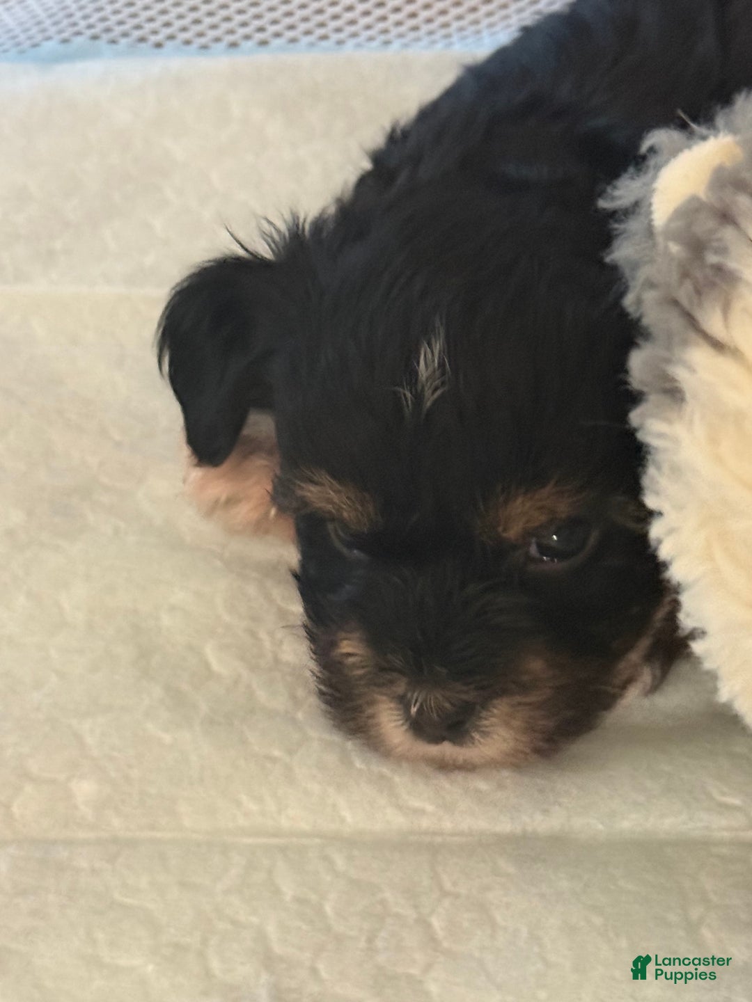 Yorkiepoo dogs for sale: Teacup Casey - Image 5