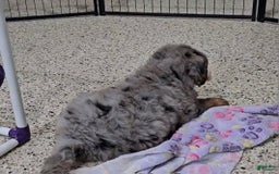 Mini Bernedoodle dogs for sale: Laker - Image 5