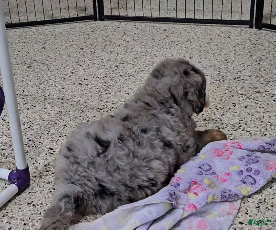 Mini Bernedoodle dogs for sale: Laker - Image 5