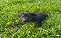 Doberman Pinscher dogs for sale: Luke - Image 3
