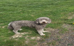 Goldendoodle dogs for sale: Madison - Image 6