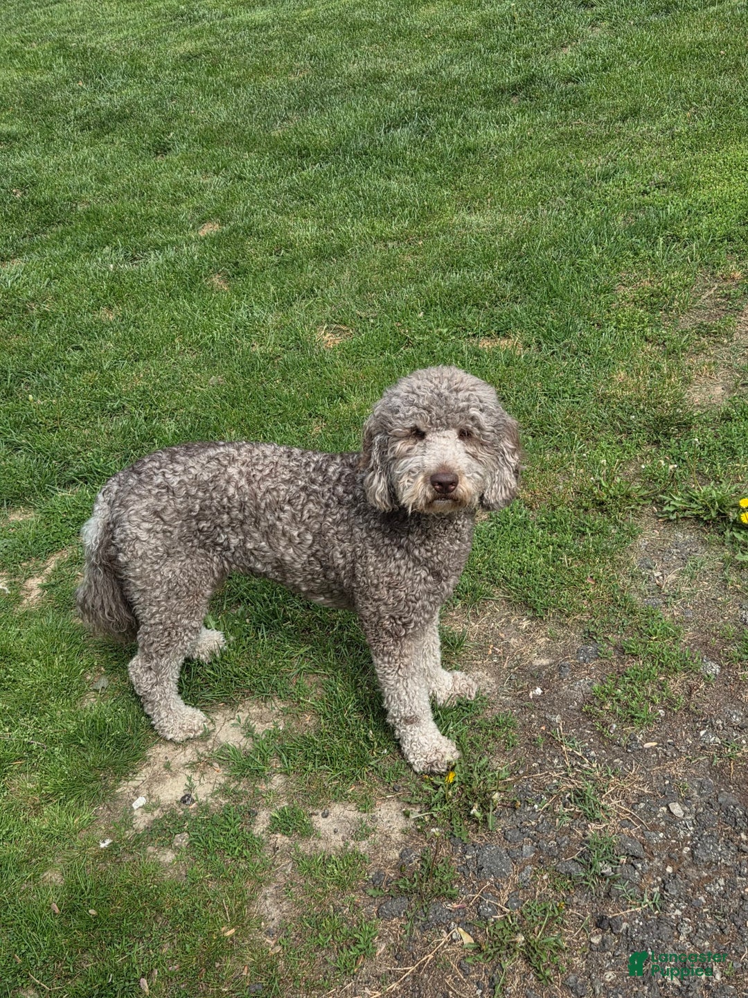 Goldendoodle dogs for sale: Madison - Image 6