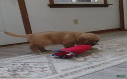 Golden Retriever dogs for sale: Twinkie - Image 20