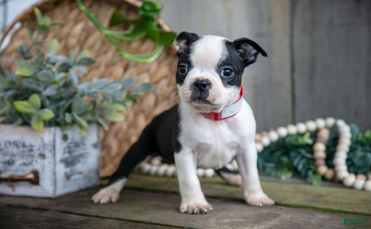 Boston Terrier dogs for sale - Ad 1