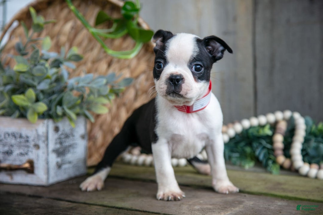 Boston Terrier dogs for sale: Payday - Image 1