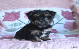 Morkie dogs for sale: Bella - Image 2