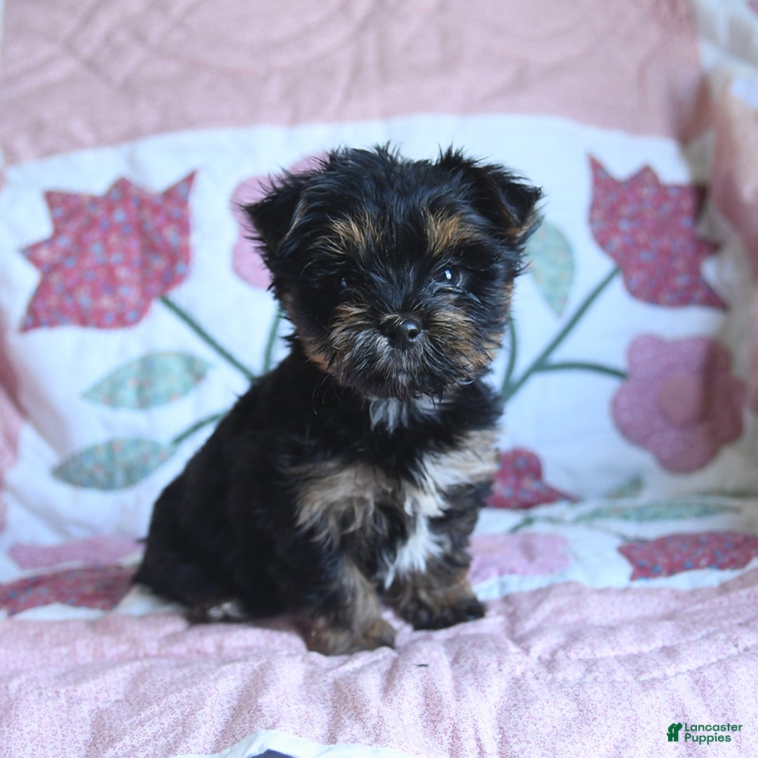Morkie dogs for sale: Bella - Image 2