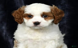 Cavapoo dogs for sale: Cavapoo 4 puppies - Image 8