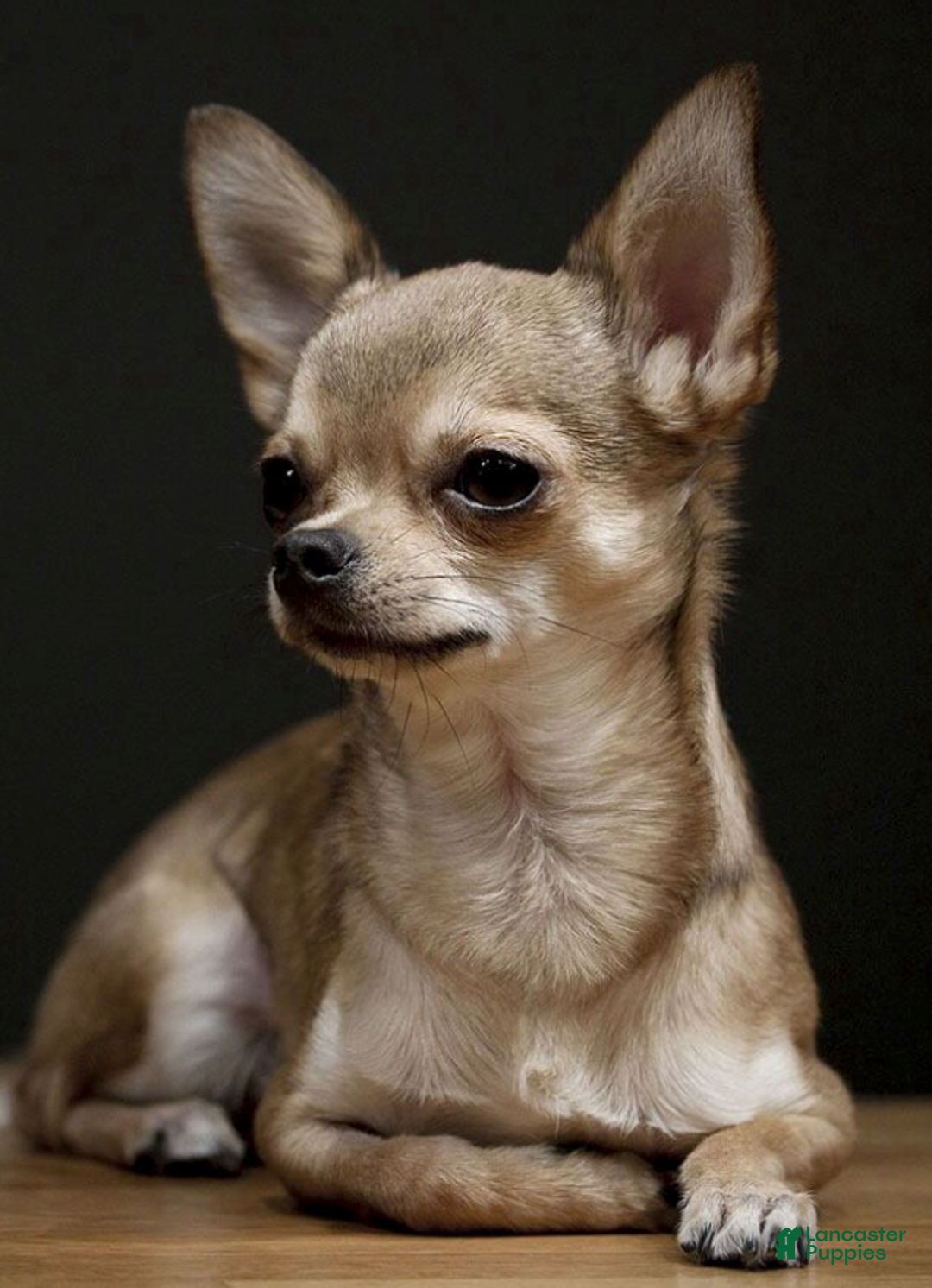 Chihuahua dogs for sale: Chihuahua Puppy 2 - Image 1