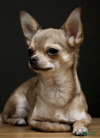Chihuahua dogs for sale - Ad 5