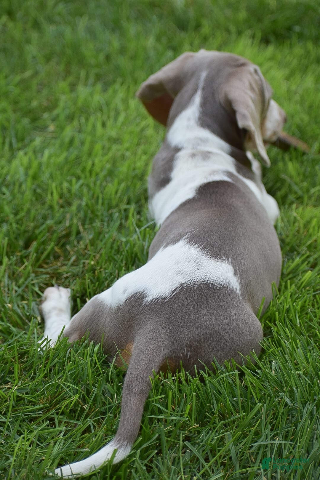 Dachshund dogs for sale: Jake - Image 5