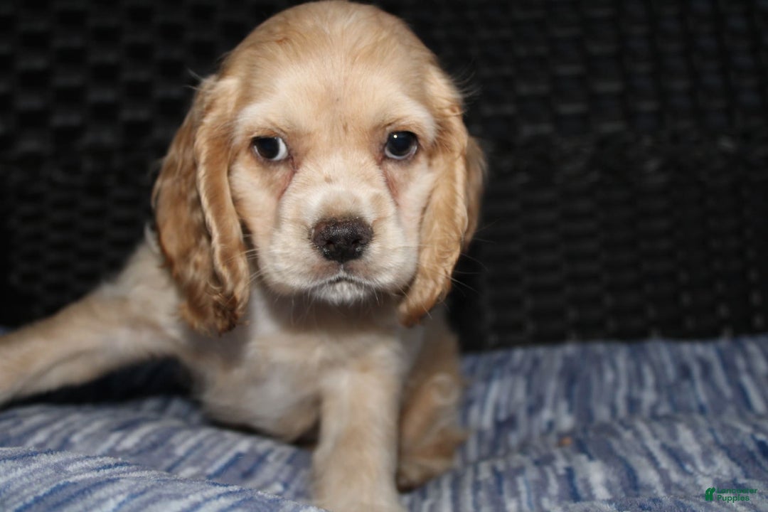 Cocker Spaniel dogs for sale: Marshmallow - Image 11
