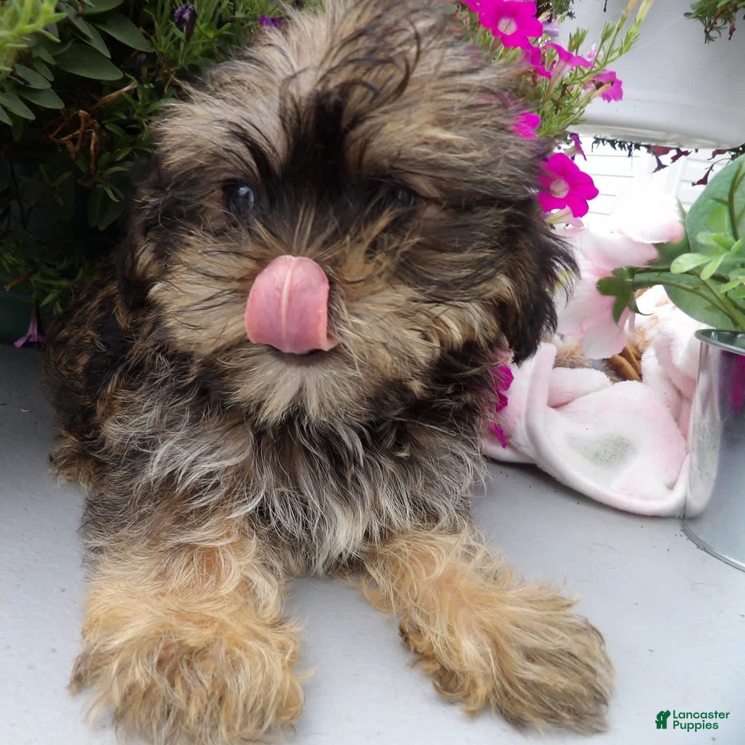 Shorkie dogs for sale: Darson - Image 1