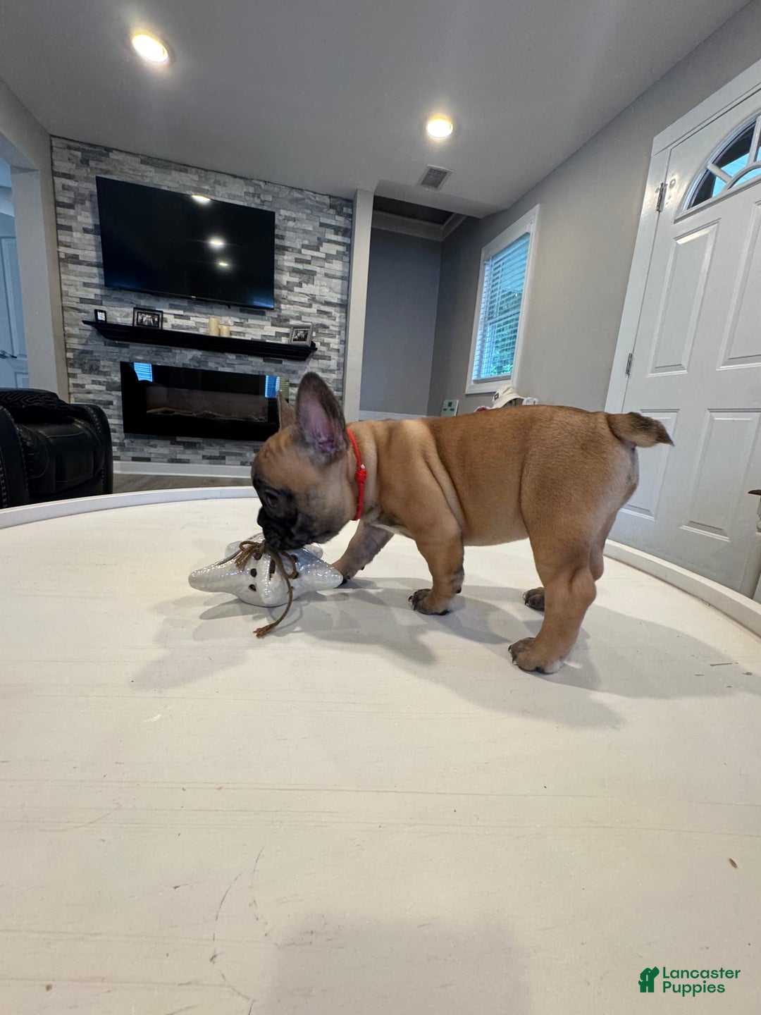 French Bulldog dogs for sale: Rochy - Image 4