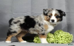 Miniature Australian Shepherd dogs for sale: Axel - Image 9