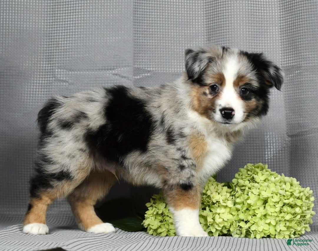 Miniature Australian Shepherd dogs for sale: Axel - Image 9