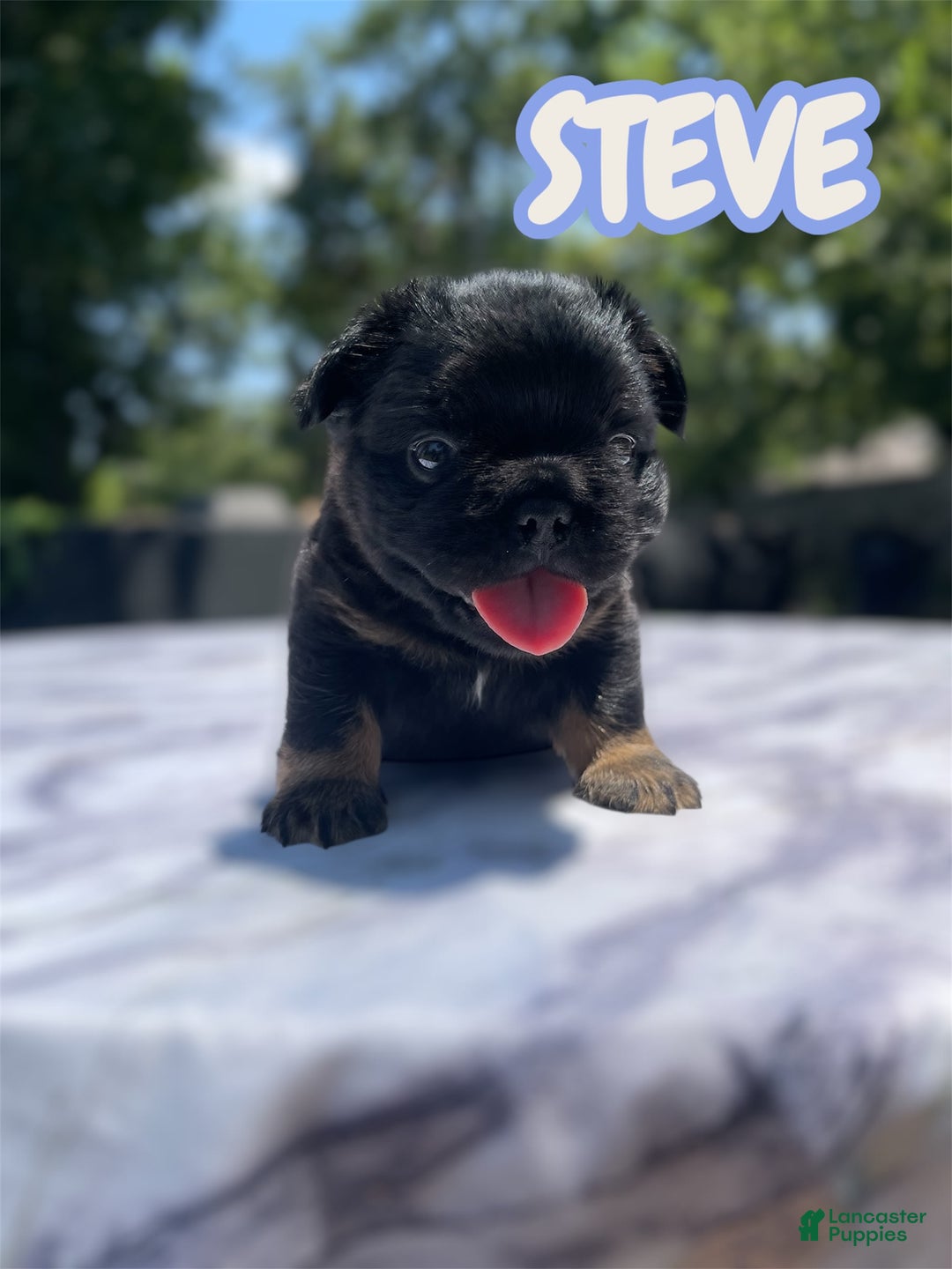 French Bulldog dogs for sale: French Bulldog 3 puppies - Image 4