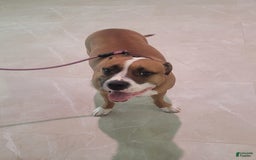 American Bully dogs for sale: Love Patch - Image 11