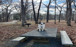 Miniature Australian Shepherd dogs for sale: Truffle - Image 6