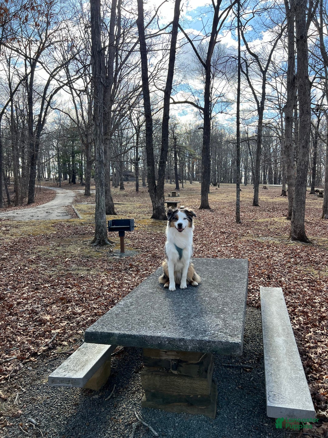Miniature Australian Shepherd dogs for sale: Truffle - Image 6