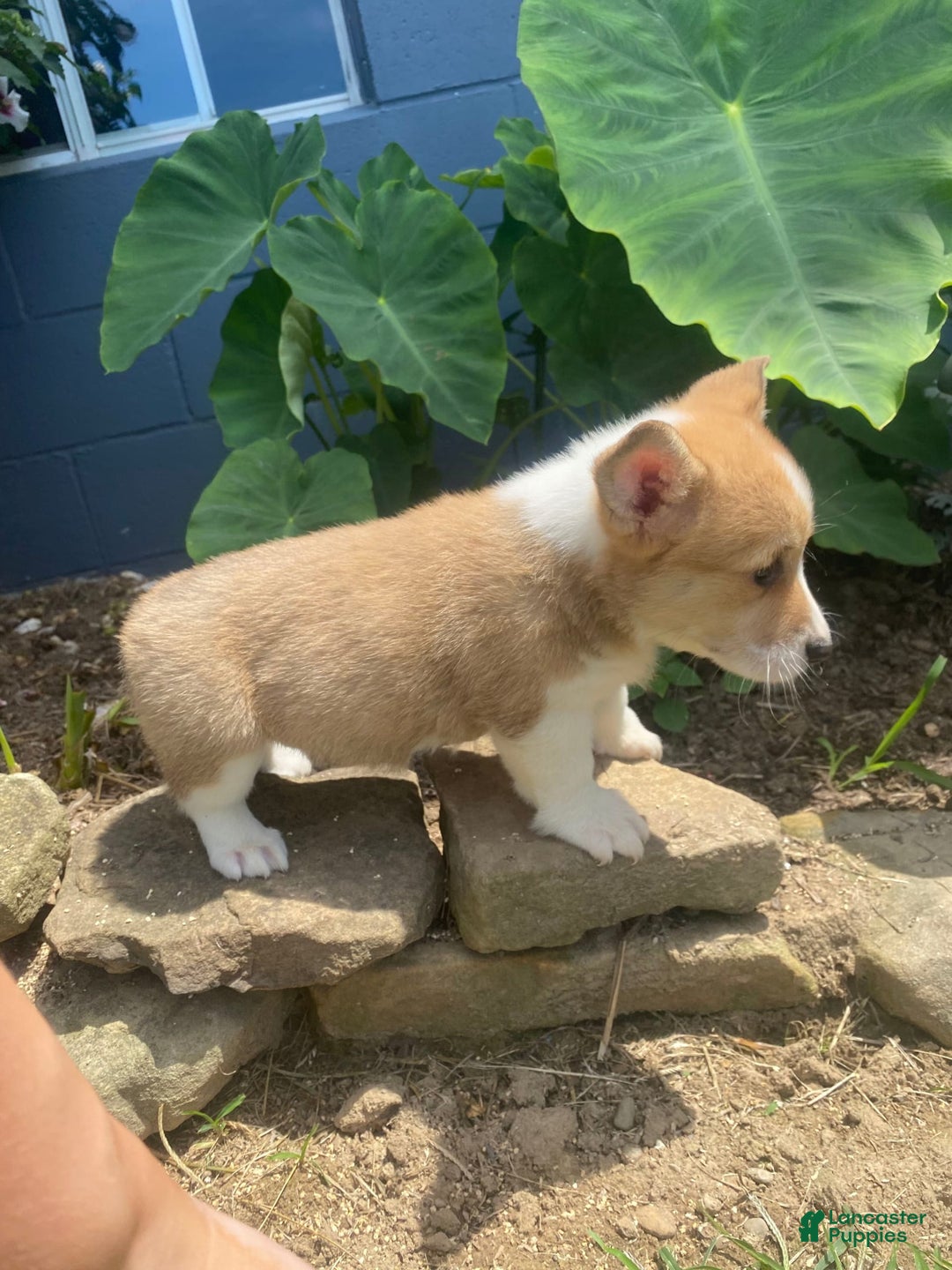 Welsh Corgi Pembroke dogs for sale: Eloise - Image 2