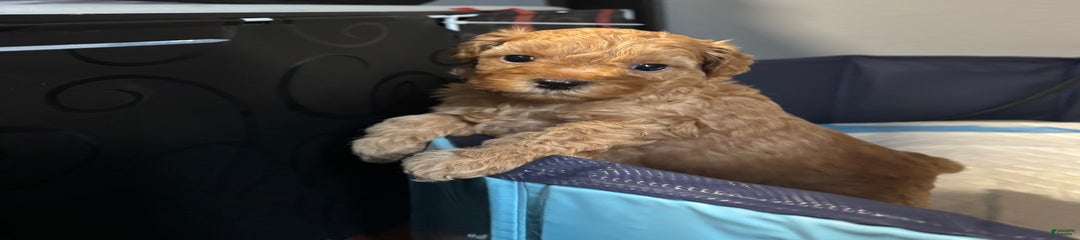 Scooby