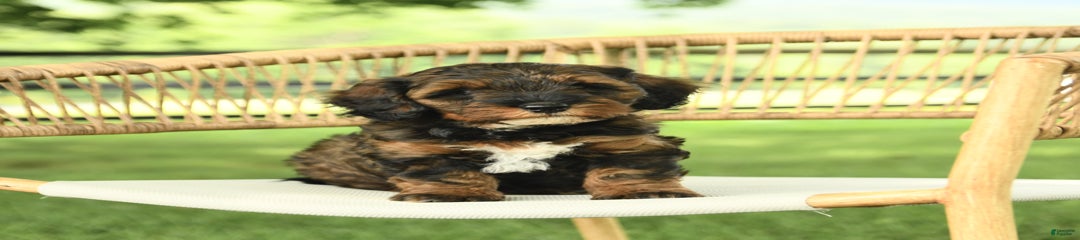 Harper