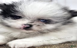 Pomeranian dogs for sale: Blue Eye - Blue Merle - Extreme Parti - Image 25