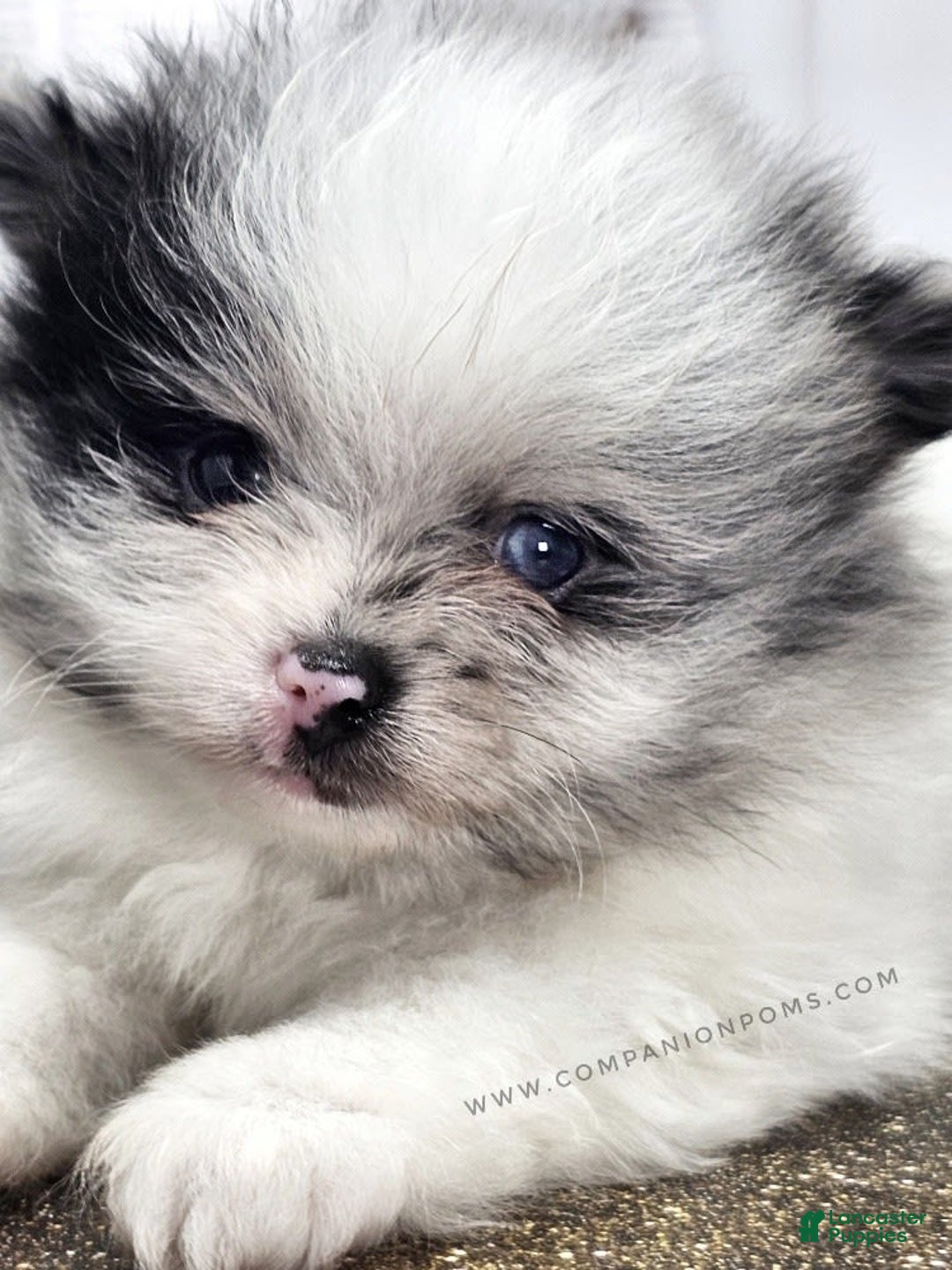 Pomeranian dogs for sale: Blue Eye - Blue Merle - Extreme Parti - Image 25