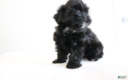 Shihpoo dogs for sale: Luna - Image 2